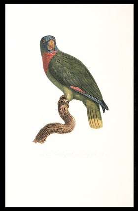 Item #6445 [Le Perroquet Bouquet (Red-necked Amazon [Amazona arausiaca])]. Jacques BARRABAND, 1767/