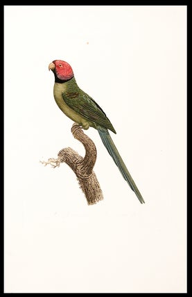 Item #6446 La Perruche á collier noir [Blossom-headed Parakeet (Psittacula roseata)]. Jacques...