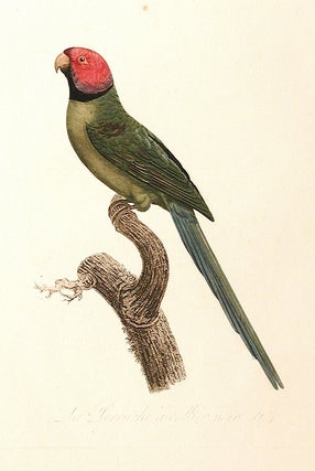 La Perruche á collier noir [Blossom-headed Parakeet (Psittacula roseata)]