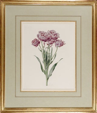 Item #6464 Tulipe plurifolia double. Roi de bleu. Anthelme Eugène GROBON
