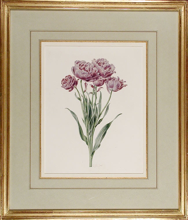 Item #6464 Tulipe plurifolia double. Roi de bleu. Anthelme Eugène GROBON.