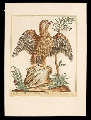 Item #7300 Aiglon de Nid [Nesting Eagle]. Maddalena BOUCHARD