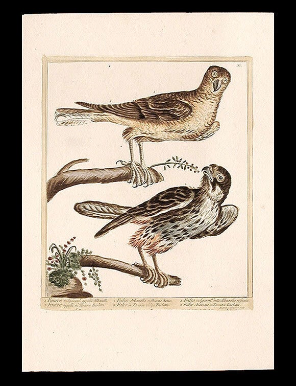 Item #7309 Faucon vulgairem appell&eacute; Albanelle [Reddish Albanella Falcon]; Faucon appell&eacute; en Toscane Barlette [Falcon from Barletta?]. Maddalena BOUCHARD.