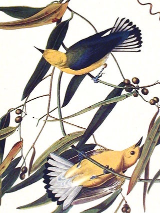 Prothonotary Warbler From "The Birds of America" (Amsterdam Edition)