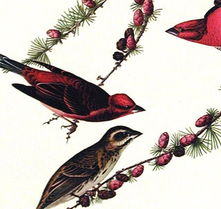 Purple Finch. From "The Birds of America" (Amsterdam Edition)