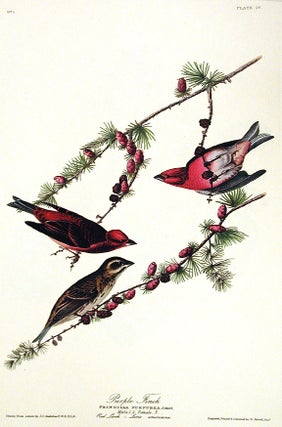 Item #7317 Purple Finch. From "The Birds of America" (Amsterdam Edition). John James AUDUBON