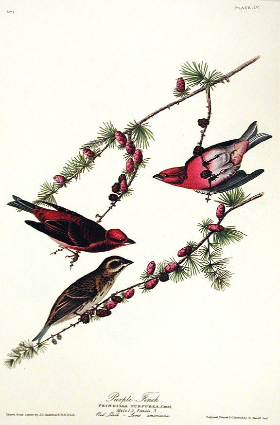 Item #7317 Purple Finch. From "The Birds of America" (Amsterdam Edition). John James AUDUBON.