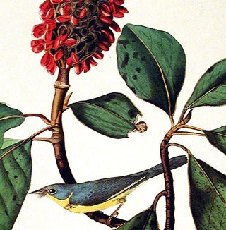 Bonaparte's Flycatcher. From "The Birds of America" (Amsterdam Edition)