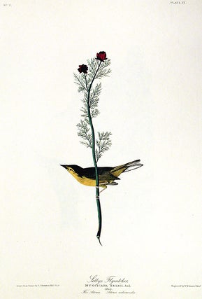 Item #7321 Selby's Flycatcher. From "The Birds of America" (Amsterdam Edition). John James AUDUBON