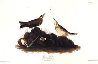 Item #7322 Brown Titlark. From "The Birds of America" (Amsterdam Edition). John James AUDUBON
