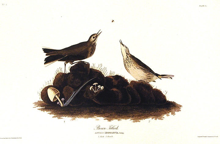 Item #7322 Brown Titlark. From "The Birds of America" (Amsterdam Edition). John James AUDUBON.