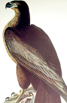 Item #7324 Bird of Washington. From "The Birds of America" (Amsterdam Edition). John James AUDUBON
