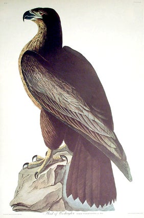 Bird of Washington. From "The Birds of America" (Amsterdam Edition)