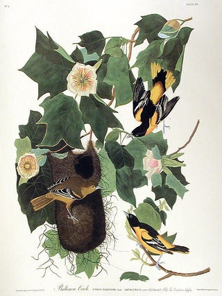 Item #7325 Baltimore Oriole. From "The Birds of America" (Amsterdam Edition). John...