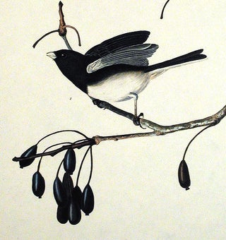 Snow Bird. From "The Birds of America" (Amsterdam Edition)