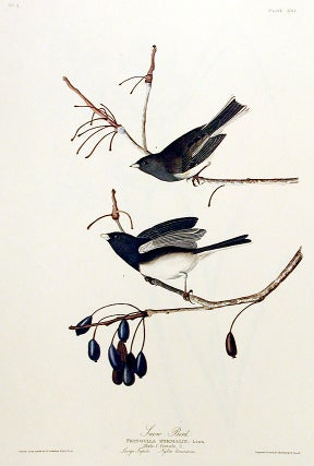 Item #7326 Snow Bird. From "The Birds of America" (Amsterdam Edition). John James AUDUBON