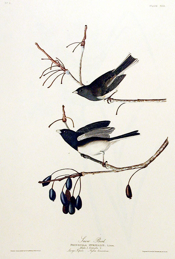 Item #7326 Snow Bird. From "The Birds of America" (Amsterdam Edition). John James AUDUBON.