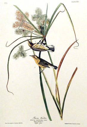 Item #7327 Prairie Warbler. From "The Birds of America" (Amsterdam Edition). John James AUDUBON