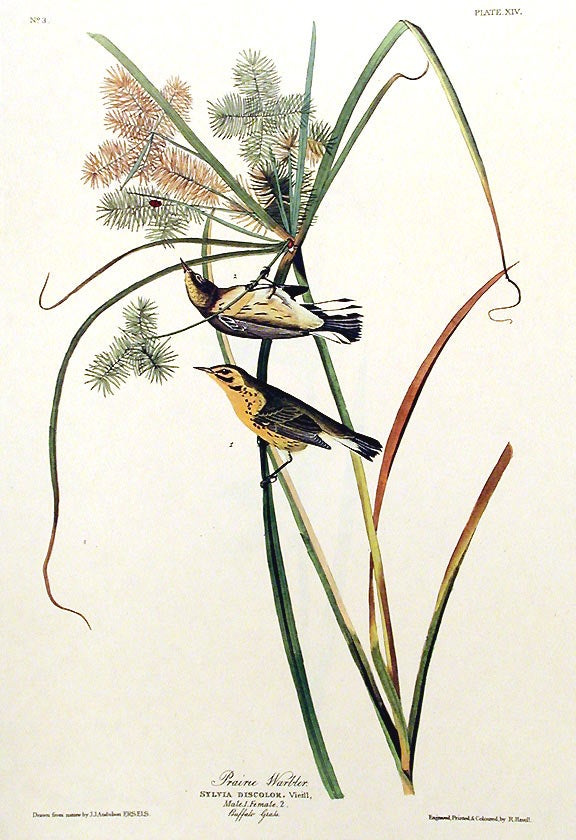 Item #7327 Prairie Warbler. From "The Birds of America" (Amsterdam Edition). John James AUDUBON.