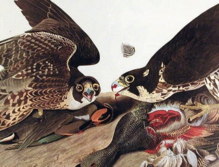 Great-footed Hawk. From "The Birds of America" (Amsterdam Edition)