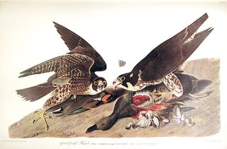 Item #7329 Great-footed Hawk. From "The Birds of America" (Amsterdam Edition). John James AUDUBON