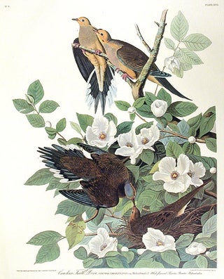 Item #7330 Carolina Turtle Dove. From "The Birds of America" (Amsterdam Edition). John James AUDUBON