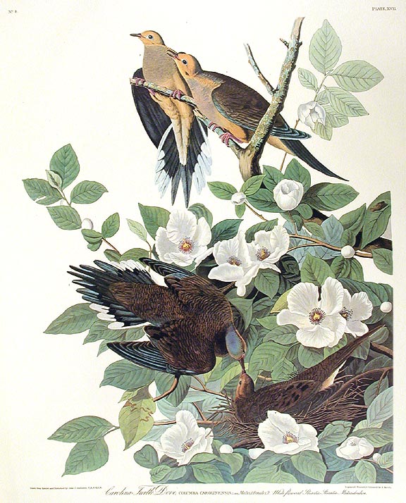 Item #7330 Carolina Turtle Dove. From "The Birds of America" (Amsterdam Edition). John James AUDUBON.