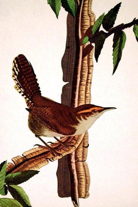 Bewick’s Wren. From "The Birds of America" (Amsterdam Edition)