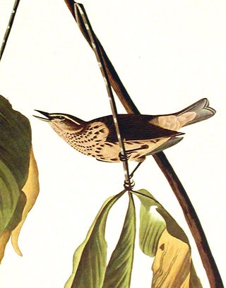 Item #7332 Louisiana Water Thrush. From "The Birds of America" (Amsterdam Edition). John James...