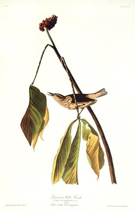 Louisiana Water Thrush. From "The Birds of America" (Amsterdam Edition)
