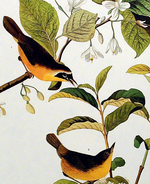 Item #7336 Yellow-breasted Warbler. From "The Birds of America" (Amsterdam Edition). John James AUDUBON.