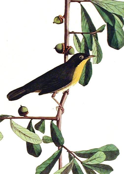 Item #7337 Roscoe’s Yellow-throat. From "The Birds of America" (Amsterdam Edition). John James AUDUBON.