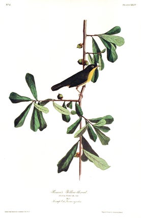 Roscoe’s Yellow-throat. From "The Birds of America" (Amsterdam Edition)