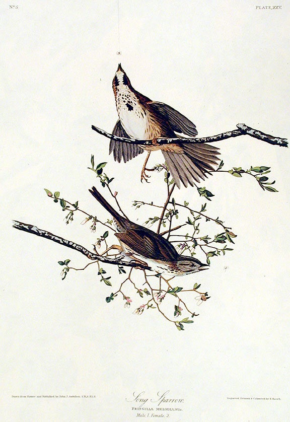 Item #7338 Song Sparrow. From "The Birds of America" (Amsterdam Edition). John James AUDUBON.