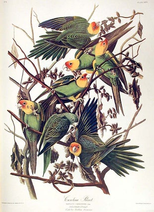 Item #7339 Carolina Parrot. From "The Birds of America" (Amsterdam Edition). John James AUDUBON