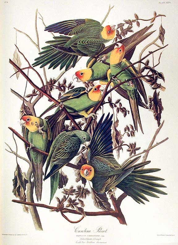 Item #7339 Carolina Parrot. From "The Birds of America" (Amsterdam Edition). John James AUDUBON.