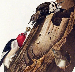 Red headed Woodpecker. From "The Birds of America" (Amsterdam Edition)