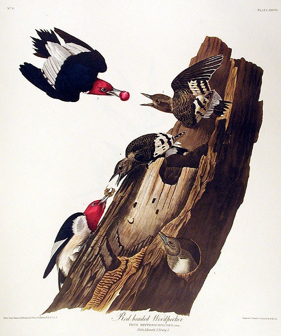 Item #7340 Red headed Woodpecker. From "The Birds of America" (Amsterdam Edition). John James AUDUBON.