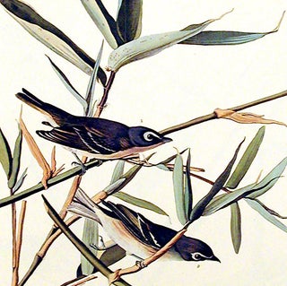 Item #7341 Solitary Flycatcher or Vireo. From "The Birds of America" (Amsterdam Edition). John...