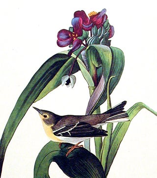 Item #7343 Vigors’s Warbler. From "The Birds of America" (Amsterdam Edition). John James AUDUBON