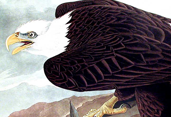 Item #7344 White-headed Eagle. From "The Birds of America" (Amsterdam Edition). John James AUDUBON.
