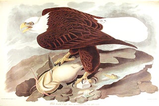 White-headed Eagle. From "The Birds of America" (Amsterdam Edition)