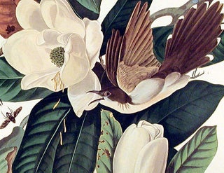 Black-billed Cuckoo. From "The Birds of America" (Amsterdam Edition)