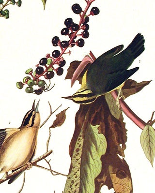 Item #7347 Worm eating Warbler. From "The Birds of America" (Amsterdam Edition). John James AUDUBON