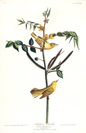 Children’s Warbler. From "The Birds of America" (Amsterdam Edition)