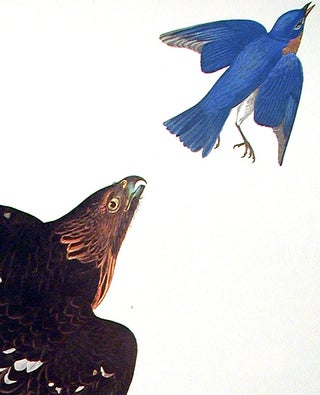 Item #7351 Stanley Hawk. From "The Birds of America" (Amsterdam Edition). John James AUDUBON