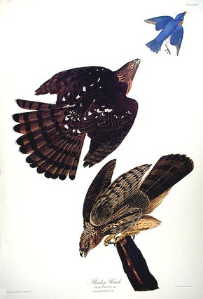 Stanley Hawk. From "The Birds of America" (Amsterdam Edition)