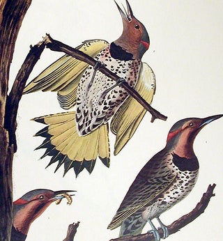 Golden-winged Woodpecker. From "The Birds of America" (Amsterdam Edition)