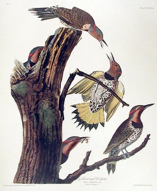 Item #7352 Golden-winged Woodpecker. From "The Birds of America" (Amsterdam Edition). John James...