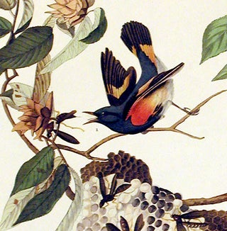 American Redstart. From "The Birds of America" (Amsterdam Edition)